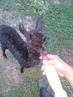 Fles alpaca veulen, Dieren en Toebehoren