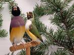 Goulds, Meerdere dieren, Tropenvogel, Geringd