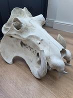 Hippo skull, Antiek en Kunst, Kunst | Beelden en Houtsnijwerken, Ophalen of Verzenden
