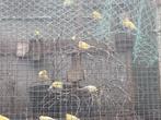 Kanaries, Dieren en Toebehoren, Vogels | Kanaries, Meerdere dieren, Zangkanarie
