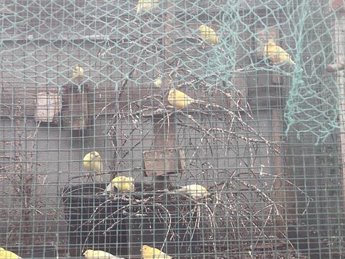 Kanaries, Dieren en Toebehoren, Vogels | Kanaries, Zangkanarie, Meerdere dieren
