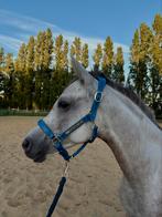 Arabier ruin, Dieren en Toebehoren, Paarden, Minder dan 160 cm, Ruin, Zadelmak, 3 tot 6 jaar