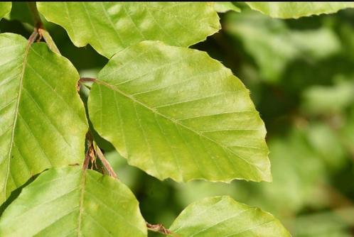 Groene Beuk Fagus sylvatica beukenhaag, Jardin & Terrasse, Plantes | Arbustes & Haies, Haie, Haie de hêtre, 100 à 250 cm, Enlèvement ou Envoi