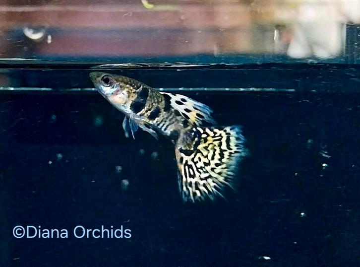 🐲Guppy Tiger King Cobra, Dalmatiër guppy * Oudenburg, Dieren en Toebehoren, Vissen | Aquariumvissen, Vis