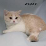 Prachtige British Shorthair kittens te koop, Meerdere dieren, Gechipt, 0 tot 2 jaar