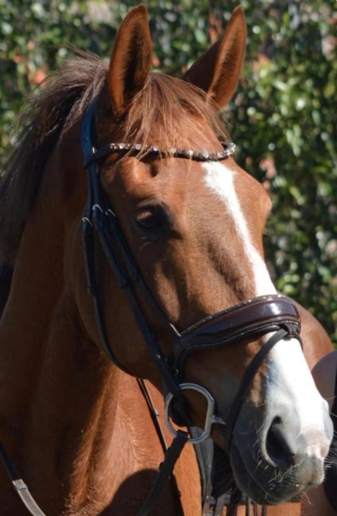 Super knap dressuurpaard 5 jaar, Dieren en Toebehoren, Paarden, Dressuurpaard