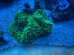 Rhodactis Indosinensis, Dieren en Toebehoren, Vissen | Aquariumvissen