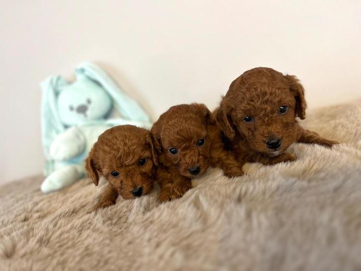 Kleine dwerg/Toy poedel pups, Dieren en Toebehoren, Honden | Chihuahua's en Gezelschapshonden, Meerdere dieren, Poedel, Fokker | Professioneel