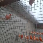 Rode kanaries van 25, Dieren en Toebehoren, Kleurkanarie