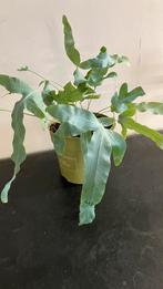 Zinkvaren of blauwvaren. Phlebodium aureum, Ophalen of Verzenden
