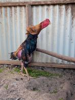 Shamo 2 jaar, Dieren en Toebehoren, Pluimvee, Mannelijk, Kip