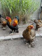 Brahma meerzomig patrijs, Dieren en Toebehoren, Pluimvee