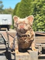 Franse bulldog reu (te koop), Dieren en Toebehoren, Honden | Bulldogs, Pinschers en Molossers, België, Fokker | Hobbymatig, Reu