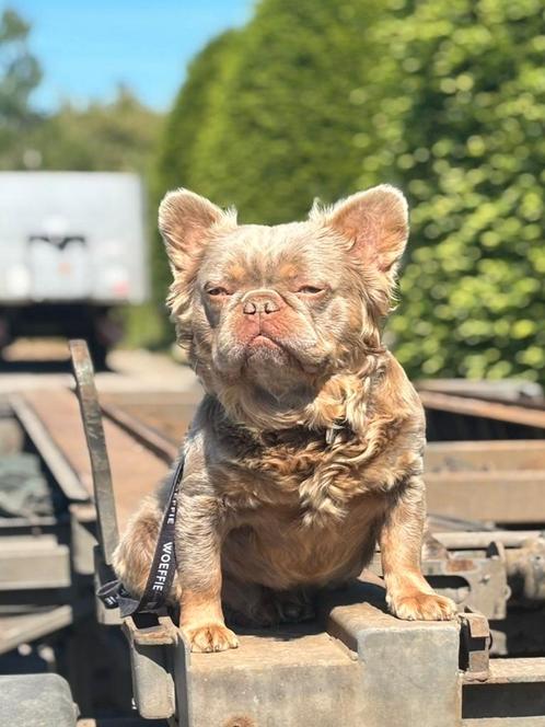 Franse bulldog reu (te koop), Dieren en Toebehoren, Honden | Bulldogs, Pinschers en Molossers, Reu, Bulldog, Fokker | Hobbymatig