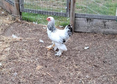 Jong Brahma kriel wit Columbia zwart haantje, Dieren en Toebehoren, Pluimvee, Kip, Mannelijk