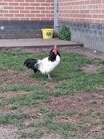 lakenvelder haan, Mâle, Poule ou poulet