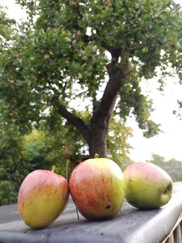 Appels voor oa cider beschikbaar voor biedingen