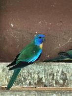 Splendid en turquoisine, Dieren en Toebehoren, Meerdere dieren, Parkiet, Geringd