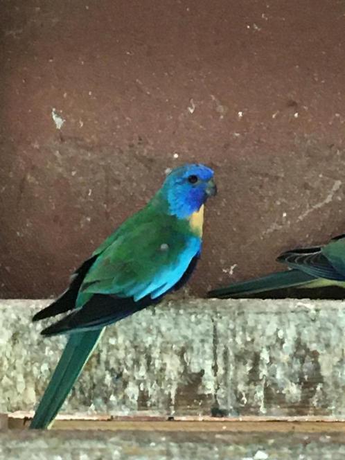 Splendid en turquoisine, Dieren en Toebehoren, Vogels | Parkieten en Papegaaien, Parkiet, Meerdere dieren, Geringd