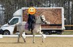 Prachtige schimmel Welsh B-pony merrie (12 jaar), Dieren en Toebehoren, Pony's, Merrie, Zadelmak, 11 jaar of ouder
