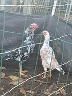 Shamo, Dieren en Toebehoren, Kip