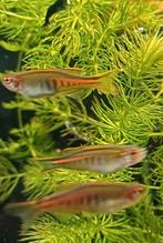 Hobbyaquarium Glowlight Danio  AKTIE, Dieren en Toebehoren, Vis, Zoetwatervis