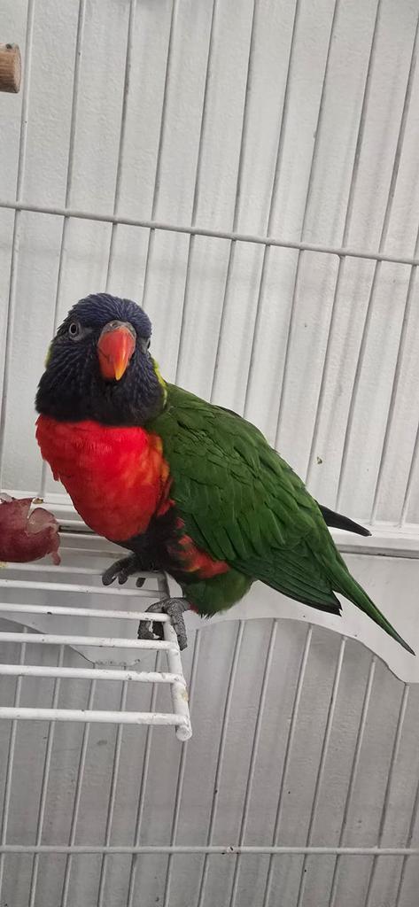 Magnifique Lori mâle d’un an Apprivoisé et parle quelques m, Dieren en Toebehoren, Vogels | Parkieten en Papegaaien, Papegaai