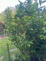 Paarse magnolia, Jardin & Terrasse, Plantes | Arbres, Enlèvement ou Envoi
