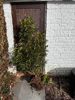 3 Portugese laurier Prunus lusitanica, Tuin en Terras, Ophalen