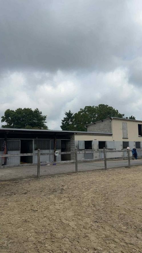 2 stallen te huur in Munsterbilzen, Dieren en Toebehoren, Stalling en Weidegang, Weidegang