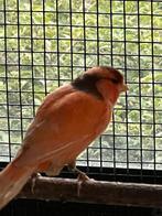 Bonte rode kanaries, Dieren en Toebehoren, Vogels | Kanaries