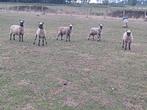 10 lammeren te koop, Meerdere dieren, Schaap, 0 tot 2 jaar