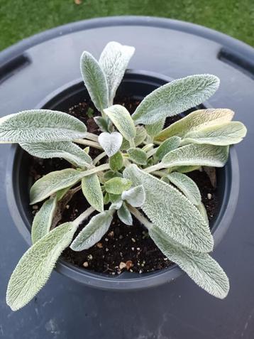 Stachys Byzantina beschikbaar voor biedingen