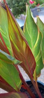 Canna Thai rainbow, Tuin en Terras, Bloembollen en Zaden, Ophalen