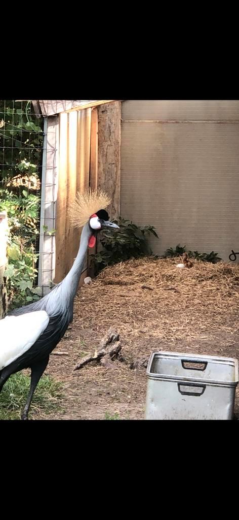 Kroonkraanvogel hen, Dieren en Toebehoren, Pluimvee, Overige soorten