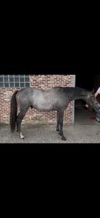 Leuke allrounder/ springpaard, Dieren en Toebehoren, Paarden, Springpaard, Minder dan 160 cm, Ruin, Zadelmak