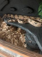 Boa jaune a vendre sans le terra, Animaux & Accessoires, Reptiles & Amphibiens