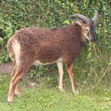soay bok 4,5 maand beschikbaar voor biedingen