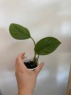 Monstera siltepecana, Enlèvement ou Envoi