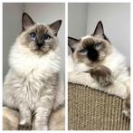 Schitterende Ragdoll kittens klaar voor een liefdevol thuis, Dieren en Toebehoren, Katten en Kittens | Raskatten | Langhaar, Kater
