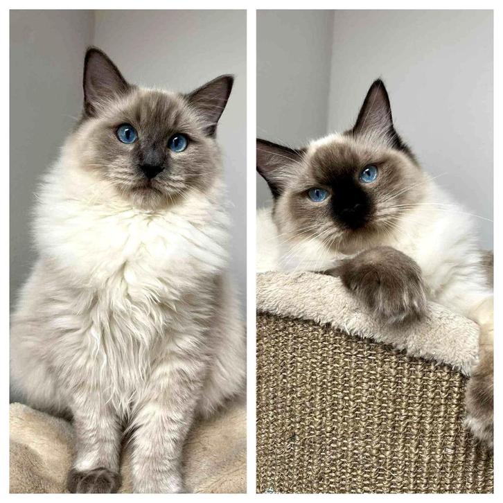 Schitterende Ragdoll kittens klaar voor een liefdevol thuis, Dieren en Toebehoren, Katten en Kittens | Raskatten | Langhaar, Kater