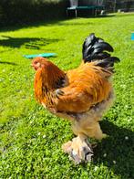 Brahma haan zwart buff handtam, Dieren en Toebehoren