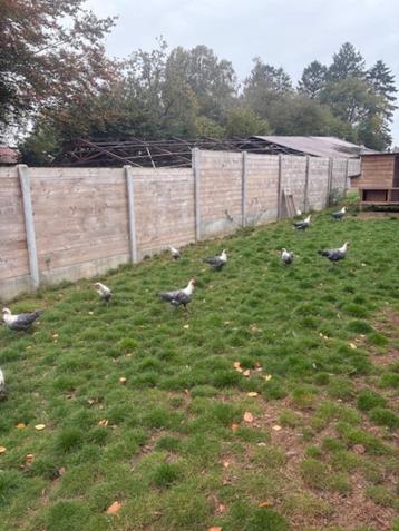 zilverbrakel hennen & hanen beschikbaar voor biedingen