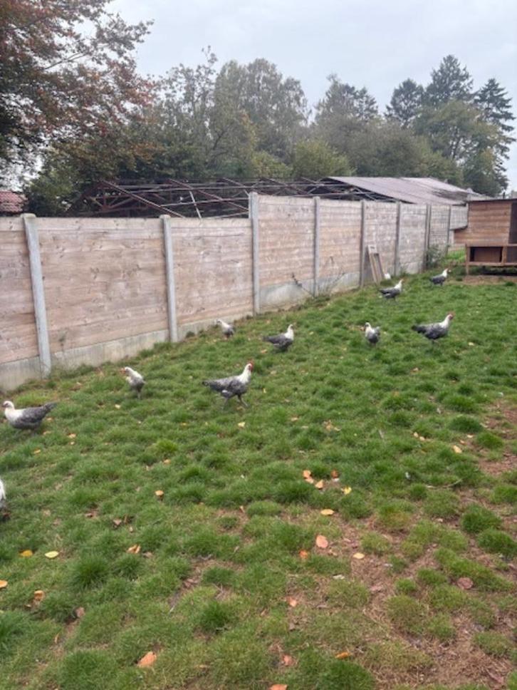 zilverbrakel hennen & hanen, Dieren en Toebehoren, Pluimvee, Kip