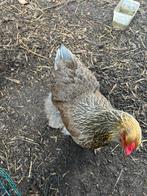 2 brahma hennen blauwpatrijs te koop, Dieren en Toebehoren, Vrouwelijk, Kip