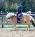Leuke haflinger ruin, Dieren en Toebehoren, Paarden, Minder dan 160 cm, Met stamboom, Ruin, Niet van toepassing