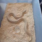 Western hognose, Dieren en Toebehoren, Slang, 0 tot 2 jaar