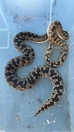 1.1 Eryx Conicus, Dieren en Toebehoren, Reptielen en Amfibieën, Slang, Tam, 3 tot 6 jaar