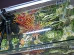 Aquarium met toebehoren, Dieren en Toebehoren, Ophalen