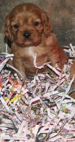 cavalier king charles spaniel puppy's 16-3-24, Animaux & Accessoires, Parvovirose, Plusieurs, Belgique, 8 à 15 semaines
